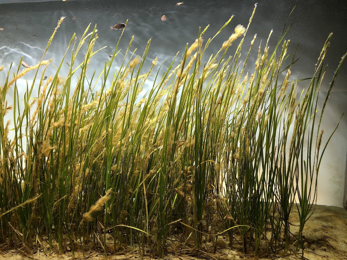 Zostera marina Shikoku Aquarium.jpg