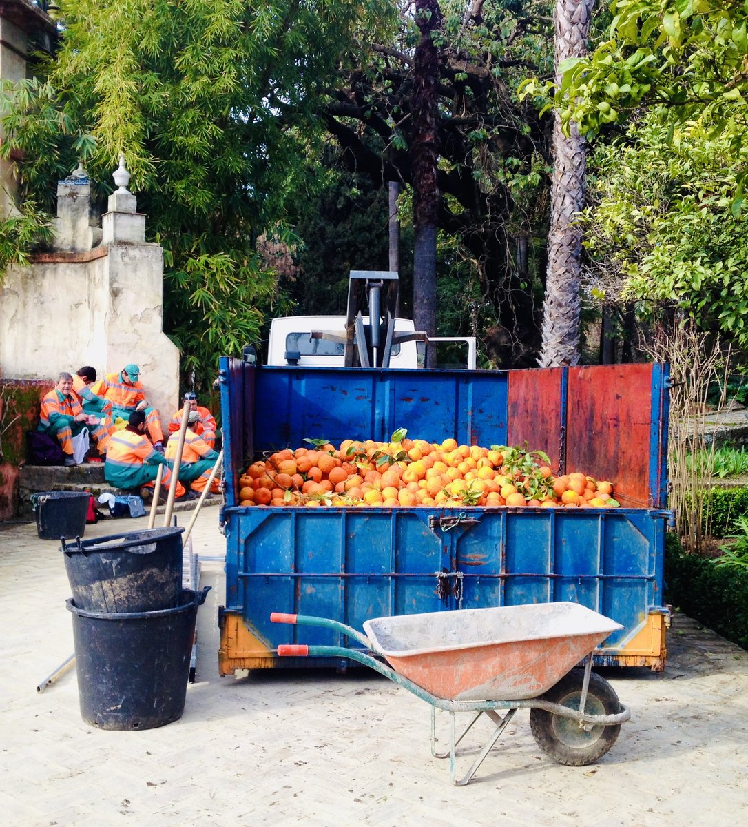Harvest of bitter oranges en the Alcazar gardens of Seville