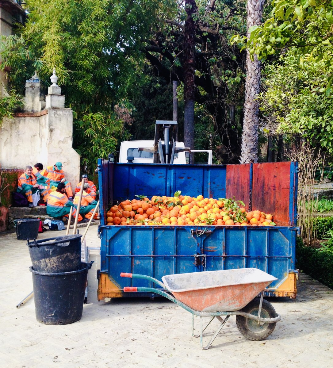 Orangenernte in Sevilla