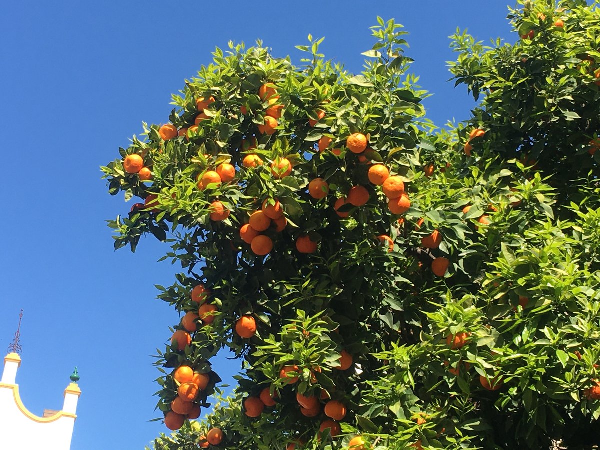 Seville oranges en march