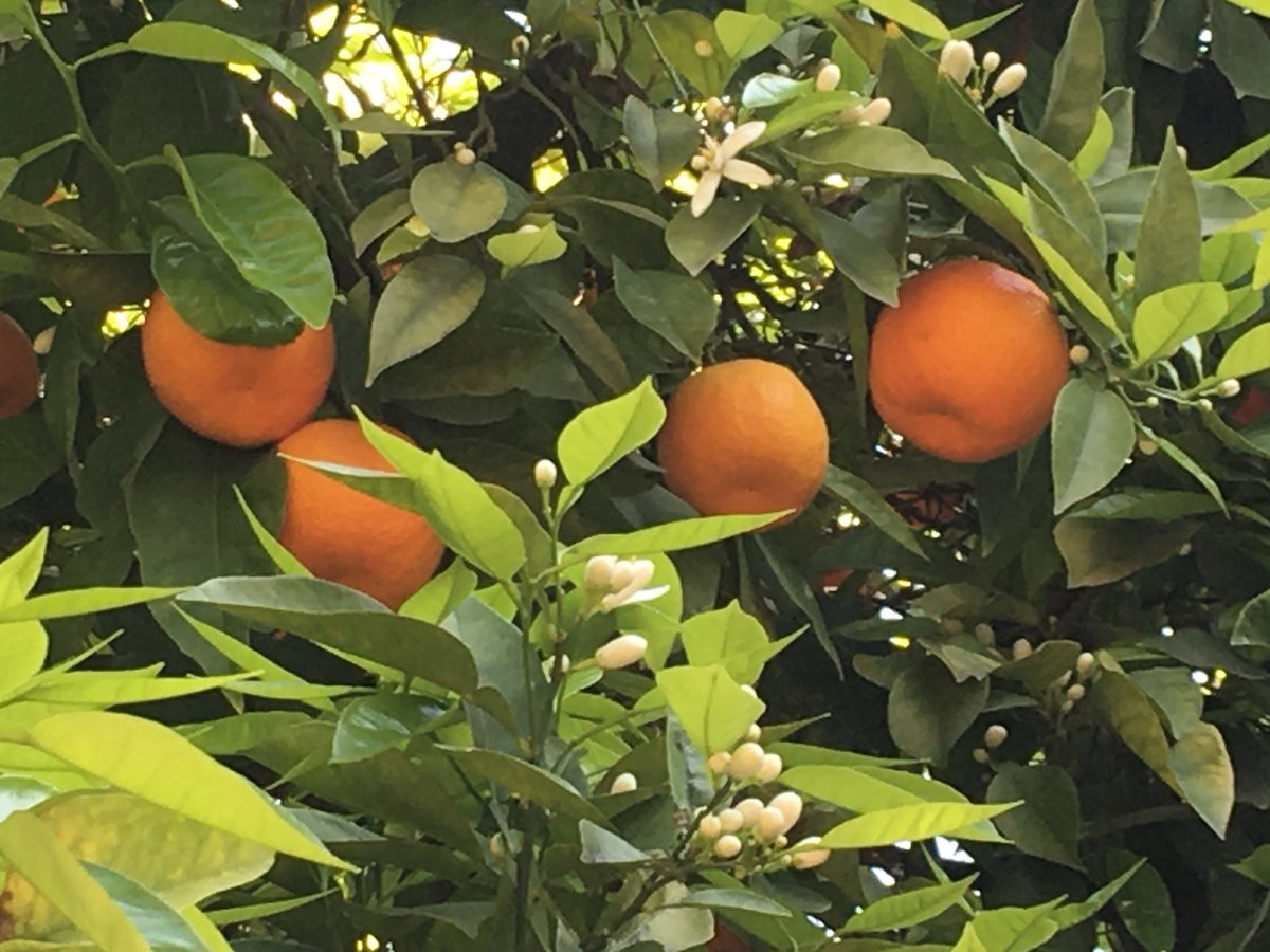 Bitterorangen und Azahar-Blüte