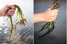 Uno de los planes del chef es hacer crecer la producción pra los próximos años / Foto Cortesía Aponiente